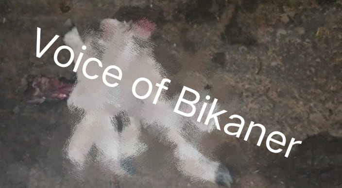 बीकानेर: व्यास कॉलोनी थाना क्षेत्र में नवजात गौवंश के कटे पैर मिलने से सनसनी, जांच में जुटी पुलिस