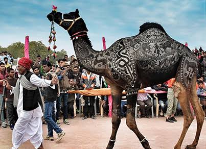 ऊंट निर्यात पर 11 साल बाद हटाया प्रतिबंध, वसुंधरा सरकार ने कानून बनाकर लगाई थी रोक