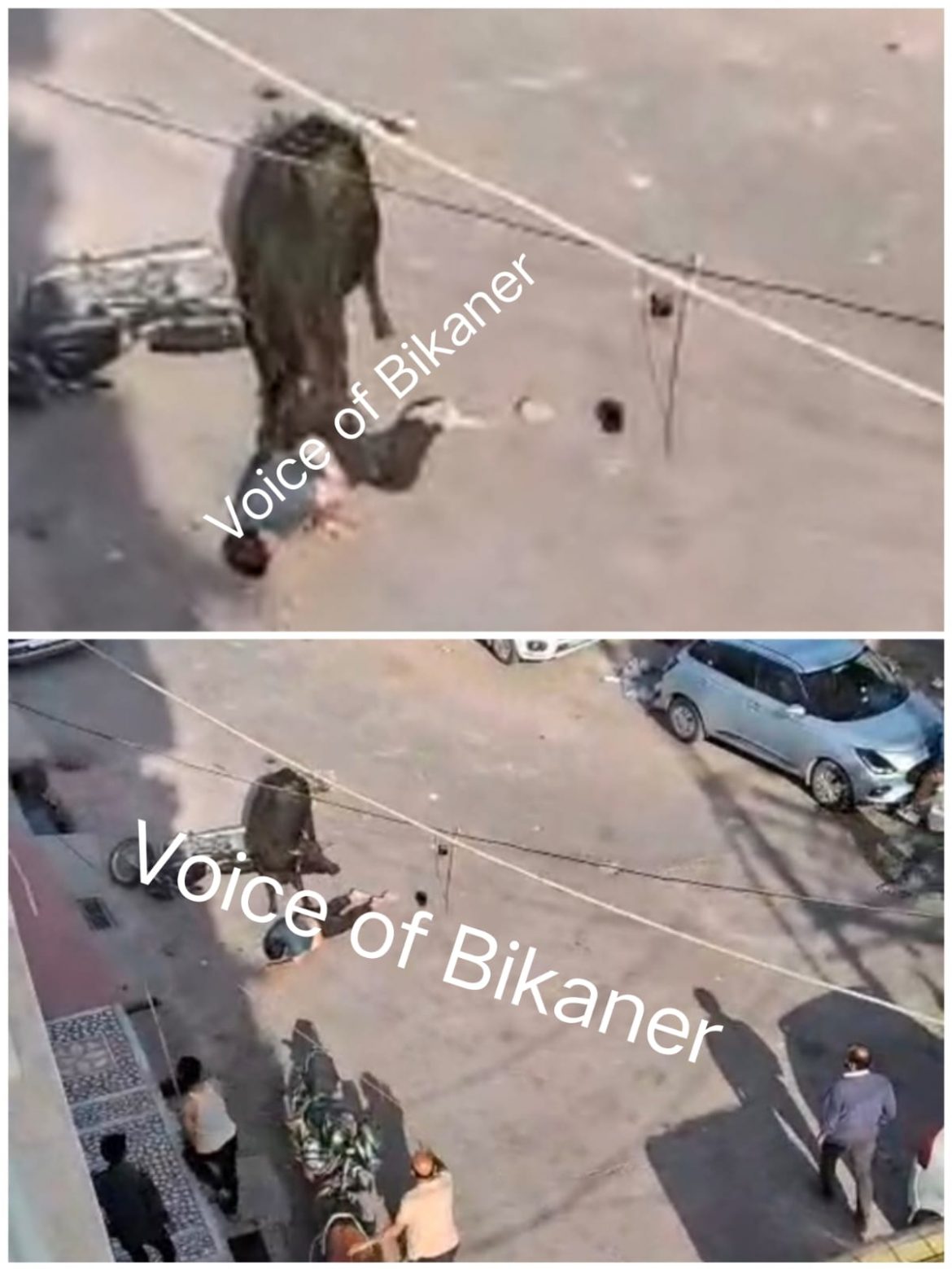 बीकानेर: सड़क पर आतंक,गाय ने युवक पर किया ताबड़तोड़ हमला, गंभीर हालत में युवक को करवाया गया अस्पताल में भर्ती