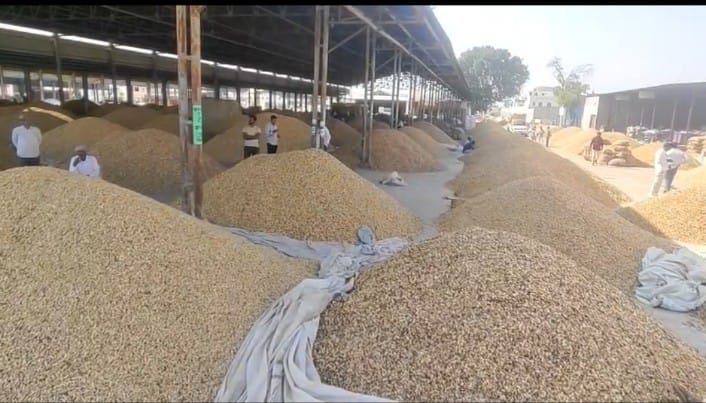 बीकानेर : मूंगफली की रिकॉर्ड आवक बनी मुसीबत, जिंस नहीं उठने मंडी में दो दिन बोली बंद,किसानों की बढ़ी परेशानी