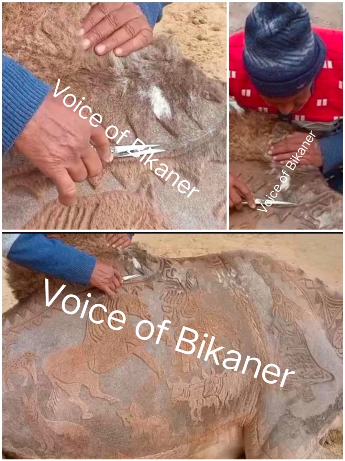 अंतरराष्ट्रीय ऊंट उत्सव: न रंग, न ब्रश….कैंची के हुनर से ऊंट बना चलता-फिरता कैनवास