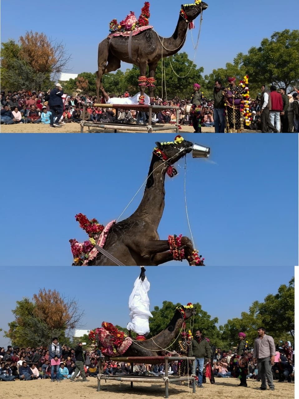 बीकानेर: इंटरनेशनल कैमल फेस्टिवल ने बिखेरा रंग, ऊंटों के हैरतअंगेज करतब देख हर कोई रह गया दंग