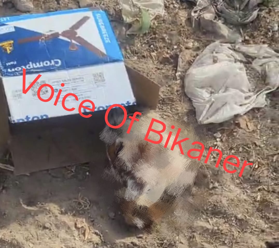 बीकानेर: स्कूल के पास बॉक्स में मिला गाय के बछड़े का कटा गला, आक्रोशित लोगों ने की कठोर कार्रवाई की मांग