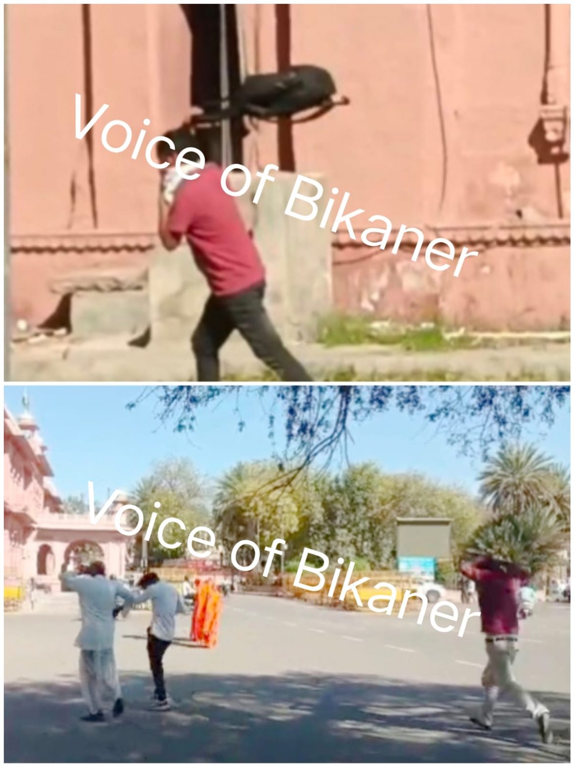 बीकानेर: कलेक्ट्रेट परिसर में अचानक भड़की मधुमक्खियां,एसपी ऑफिस तक मची अफरातफरी