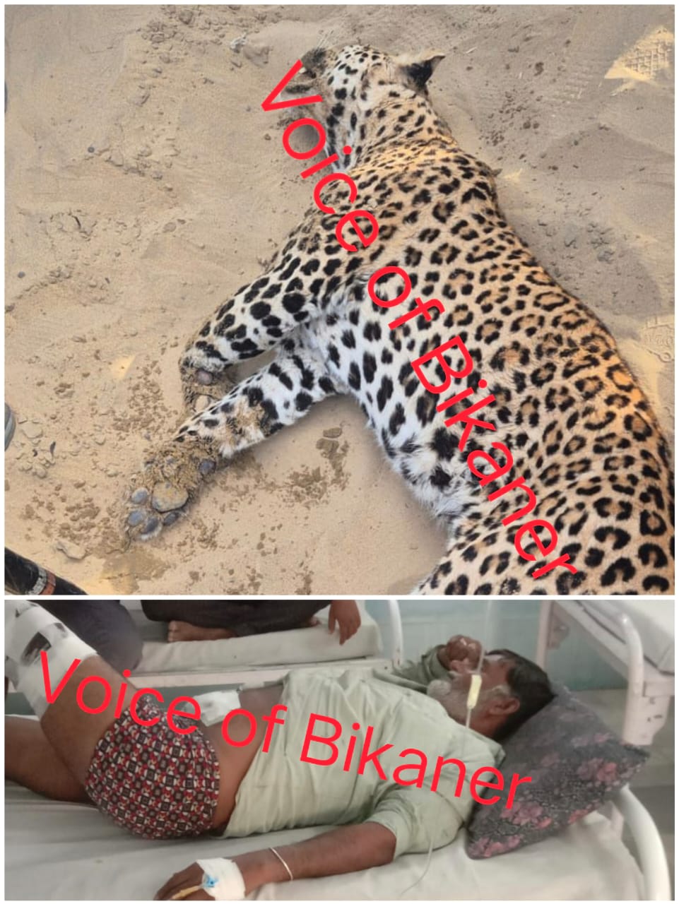 बीकानेर : खाळे में मिला मृत तेंदुआ, ग्रामीणों पर हमले के बाद पीट-पीटकर मारने की आशंका