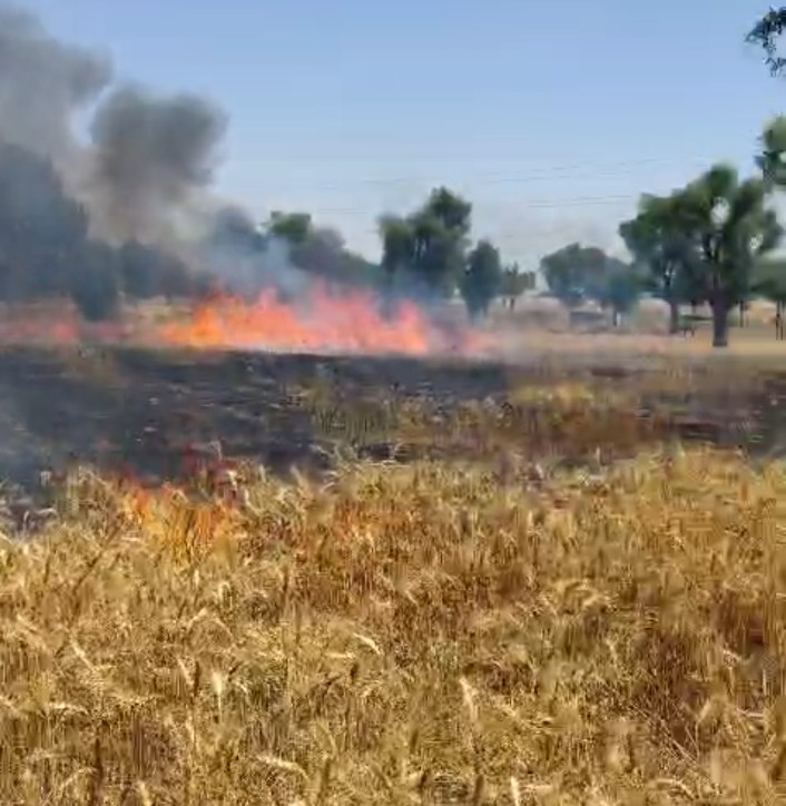 बीकानेर: गेहूं की फसल में लगी आग, किसान को हुआ लाखों का नुकसान